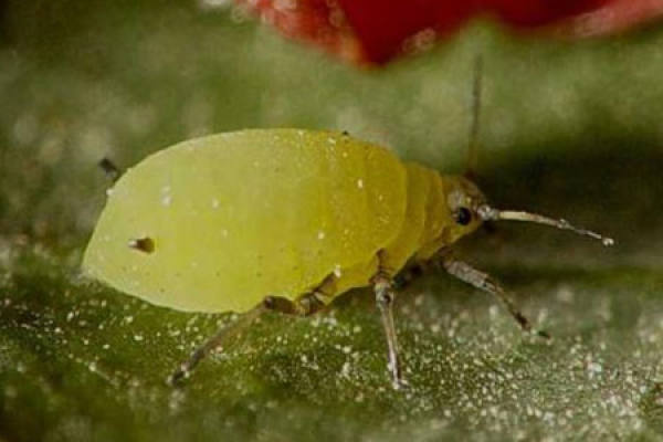 aphid