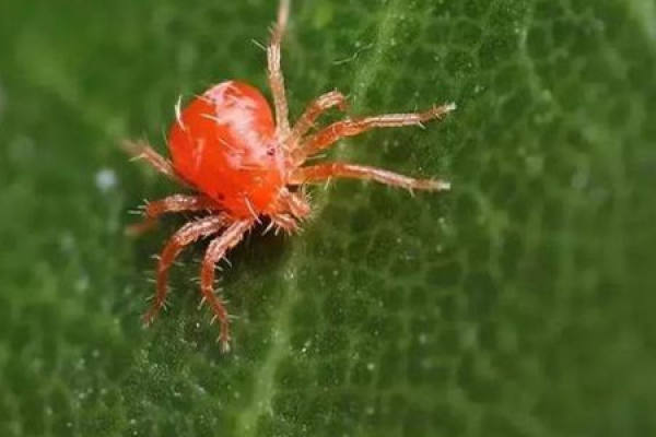aphid