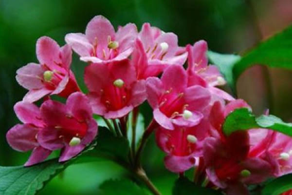 Weigela Florida