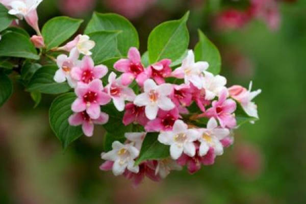 Weigela Florida