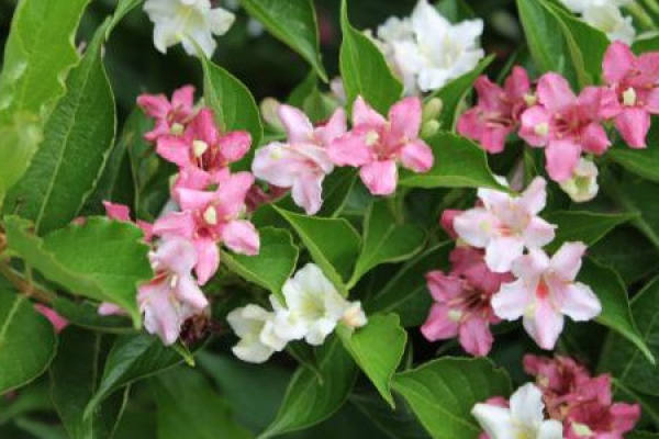 Weigela Florida