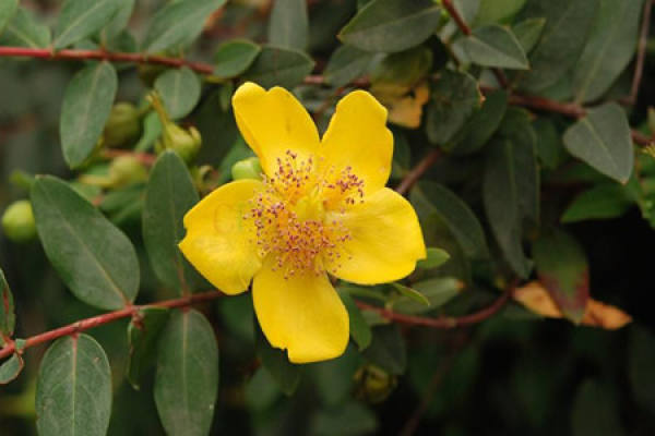 Forsythia suspensa