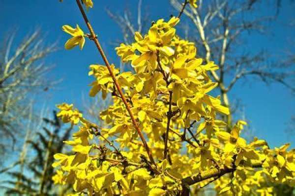 Forsythia