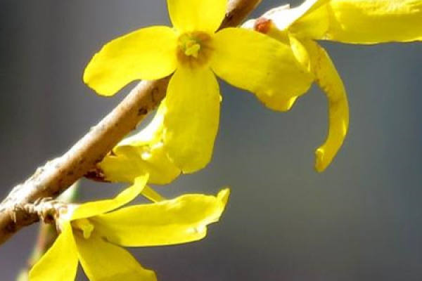 Forsythia suspensa