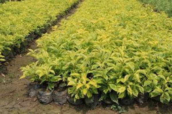 Forsythia suspensa