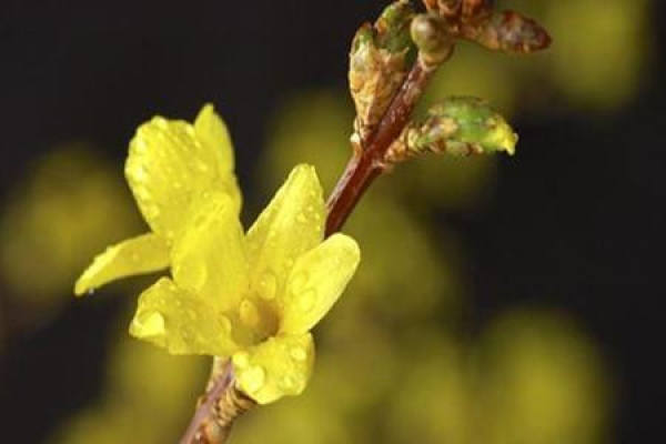 Forsythia suspensa