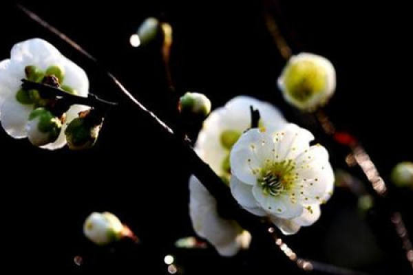 Plum blossom