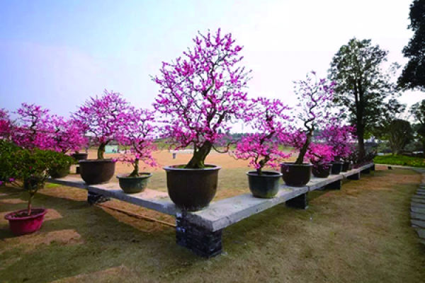Plum blossom