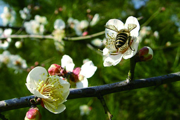 Plum blossom