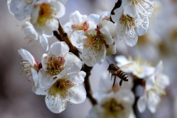 Plum blossom