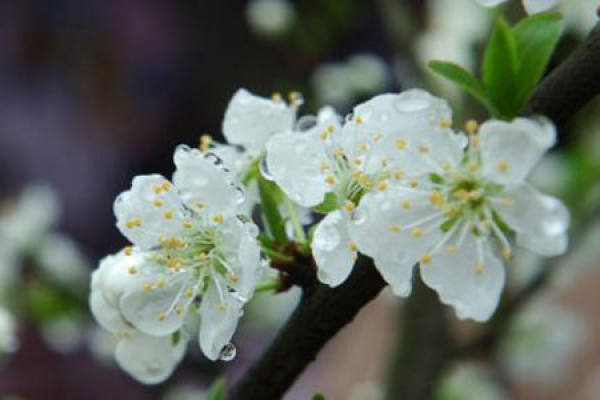 Plum blossom