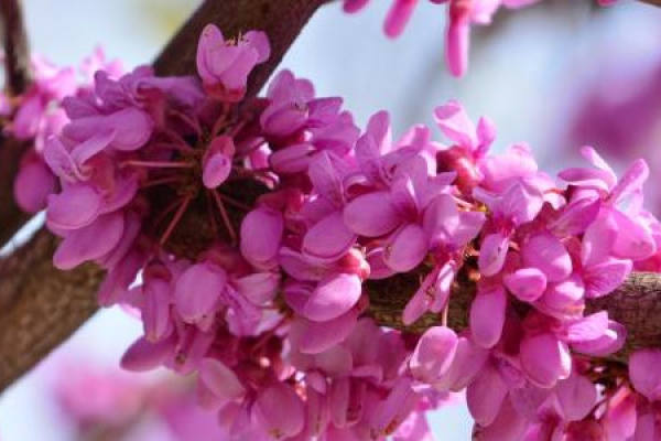 Redbud