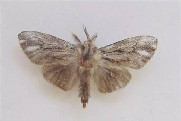 Bauhinia