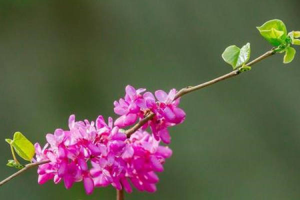 Redbud