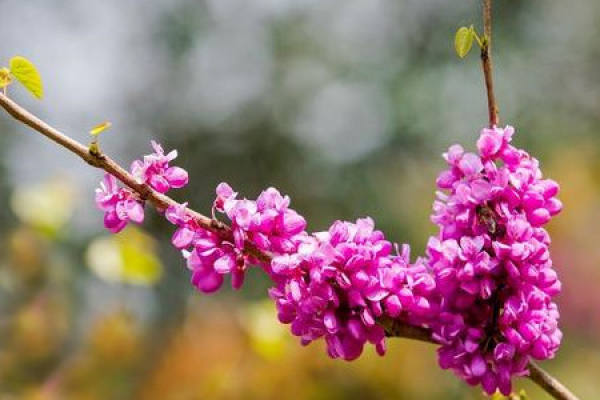 Redbud