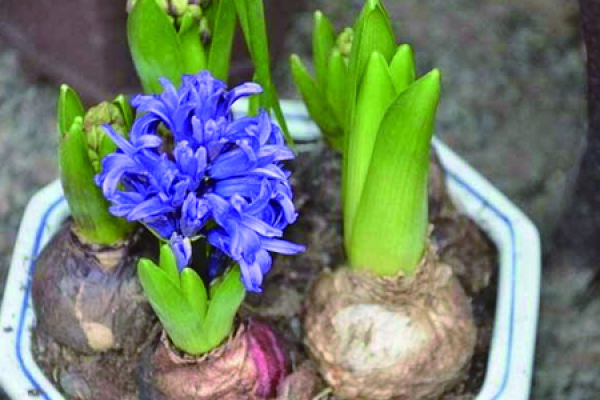 Hyacinth