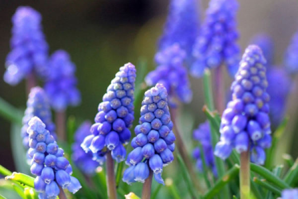 Hyacinth