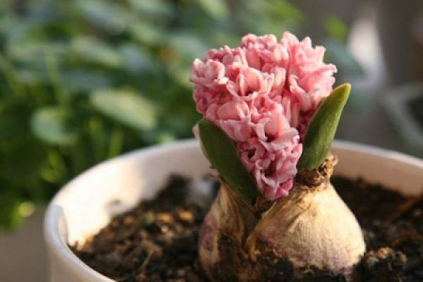 hyacinth