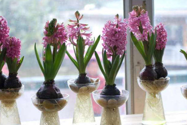 Hyacinth