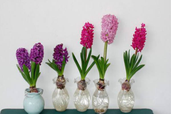 Hyacinth