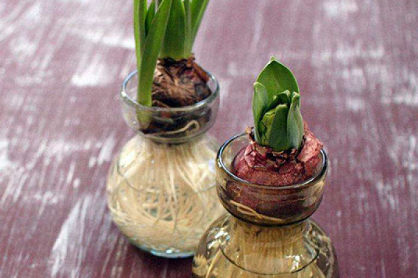 Hyacinth