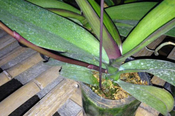 Phalaenopsis