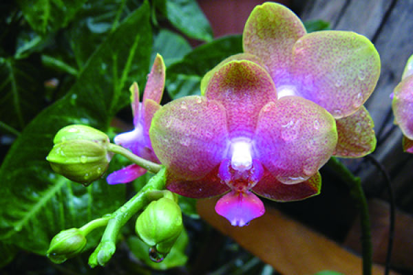 Butterfly Orchid