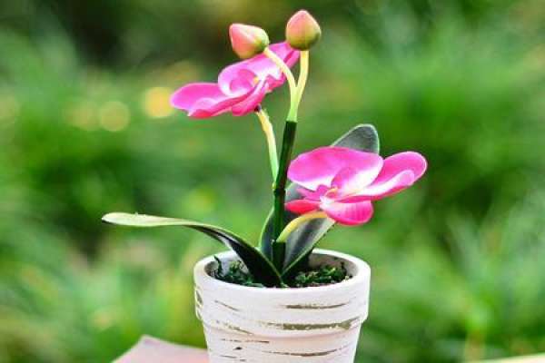 Butterfly Orchid
