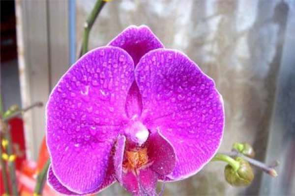 Butterfly Orchid