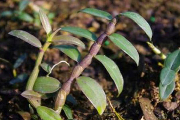 Herba Dendrobii