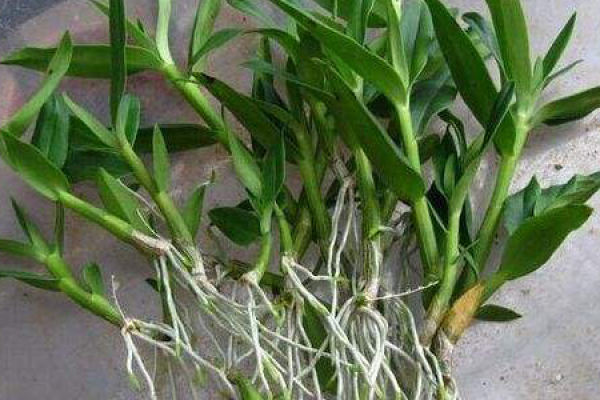 Herba Dendrobii