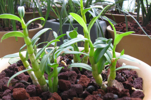 Herba Dendrobii
