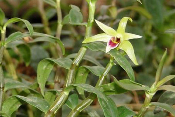 Herba Dendrobii