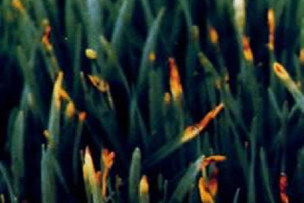 Narcissus