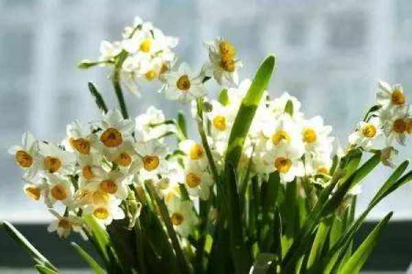 Narcissus