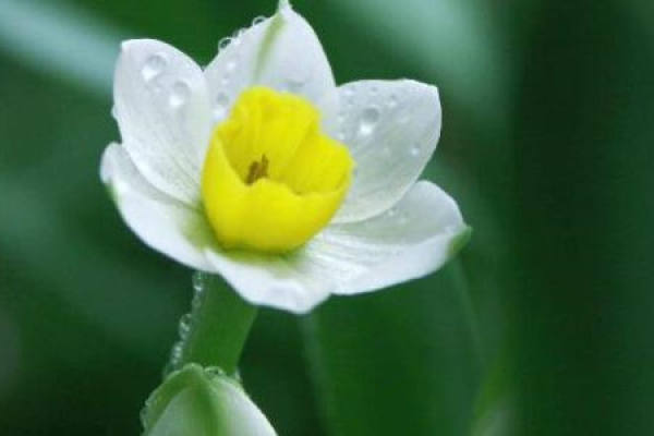 Narcissus