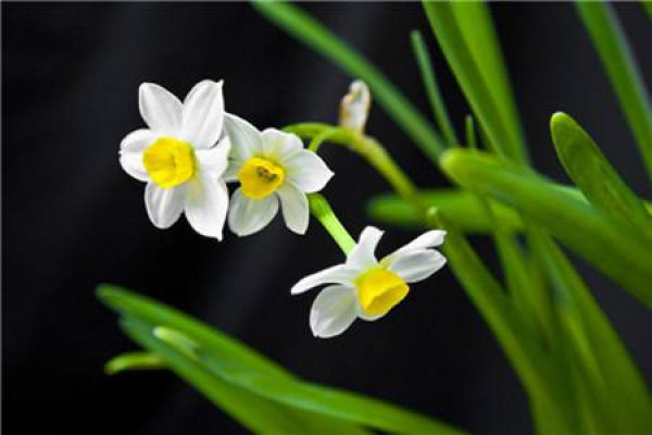 Narcissus