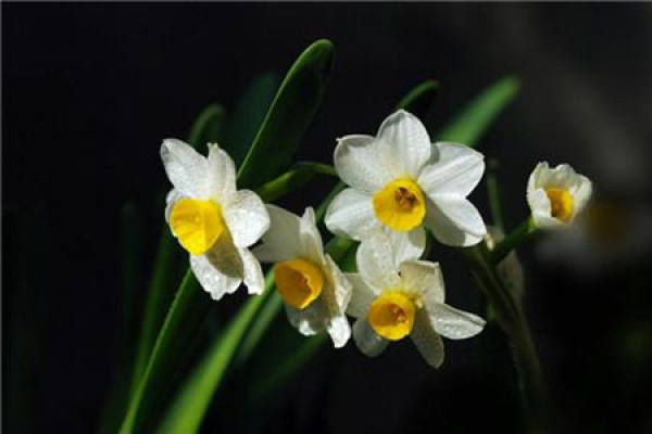 Narcissus