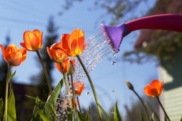 Tulip
