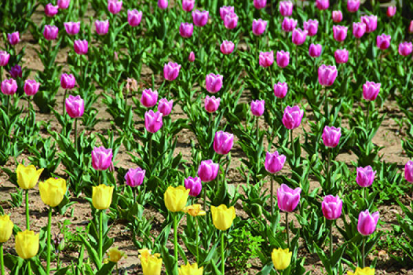 Tulip