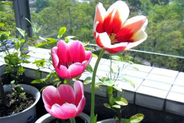 Tulip