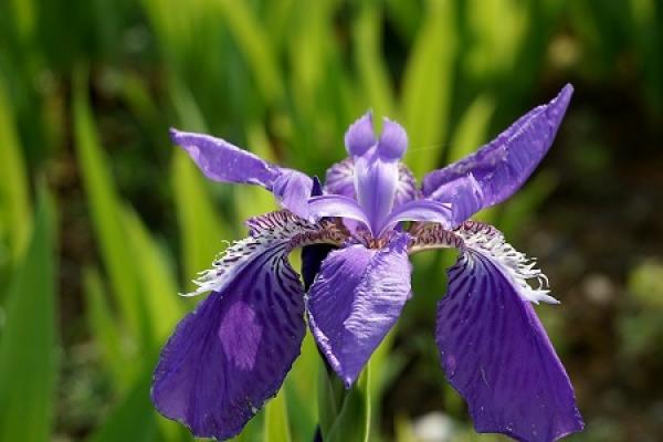 iris