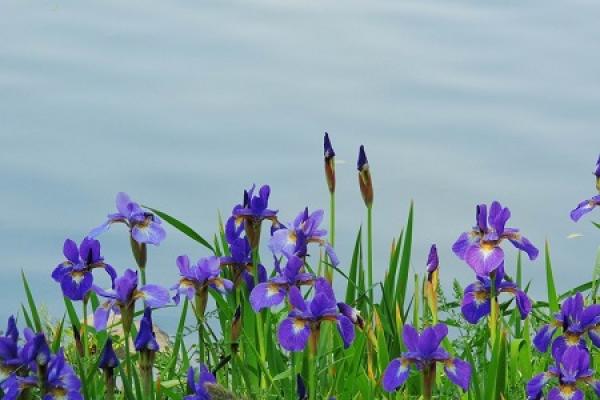 Iris