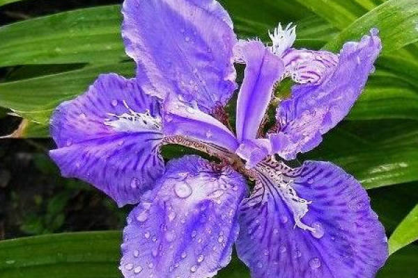 Iris