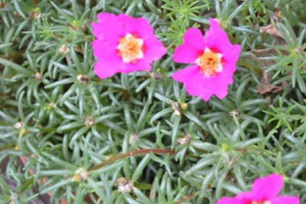 Scutellaria barbata