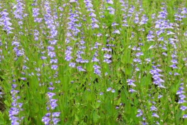 Scutellaria barbata