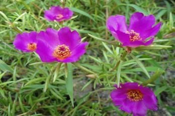 Scutellaria barbata