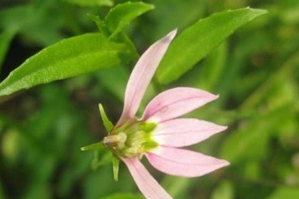 Scutellaria barbata