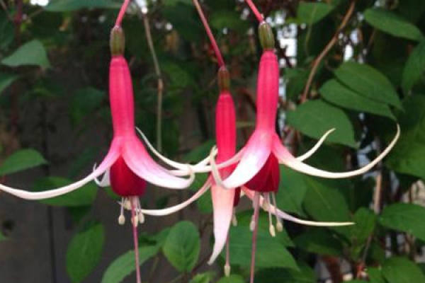 Fuchsia sinensis