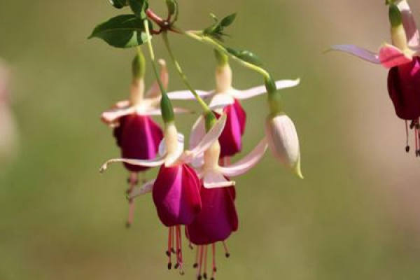 bell crabapple